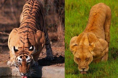 大猫（大型猫科动物简称）