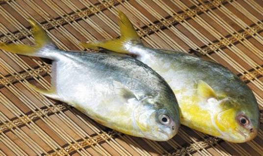 金鲳鱼