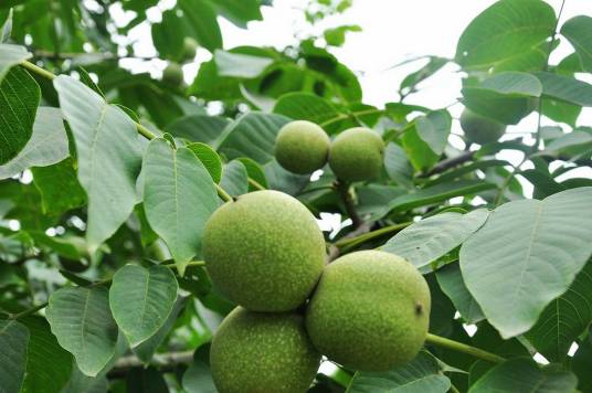 核桃树（胡桃科植物）