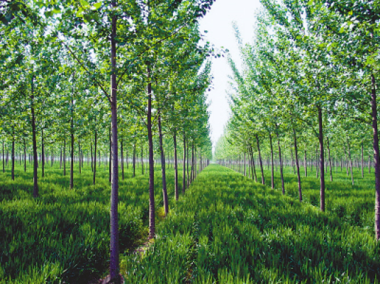 林业（生产部门）