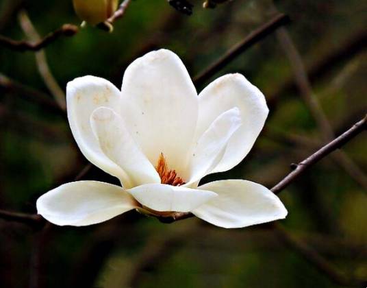 木兰花（木兰科木兰属植物）