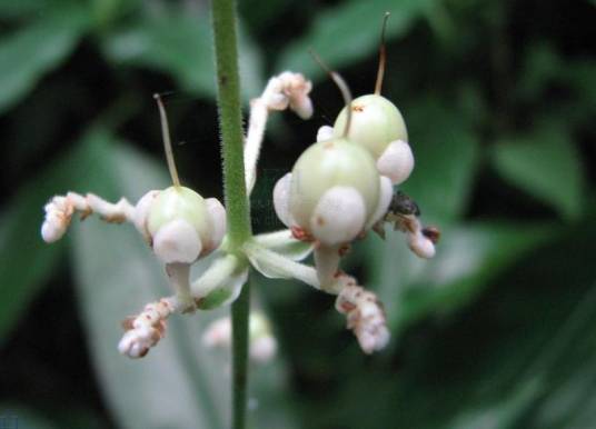 杜若（鸭跖草科杜若属植物）