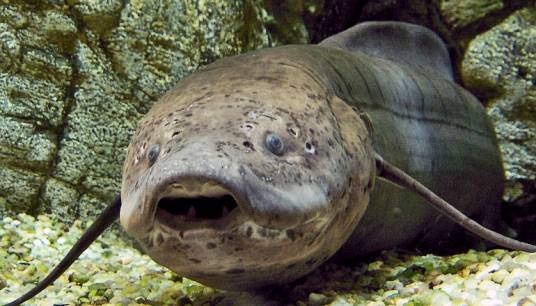 肺鱼(硬骨鱼纲肺鱼亚纲的6个物种通称)