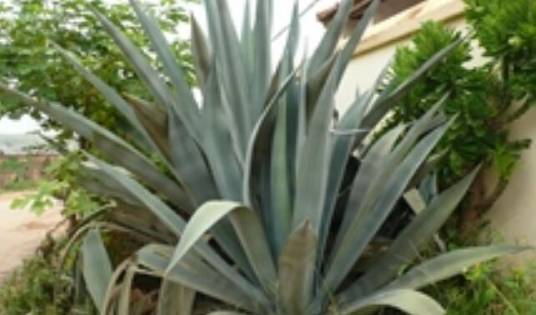 龙舌兰（天门冬科龙舌兰属植物）