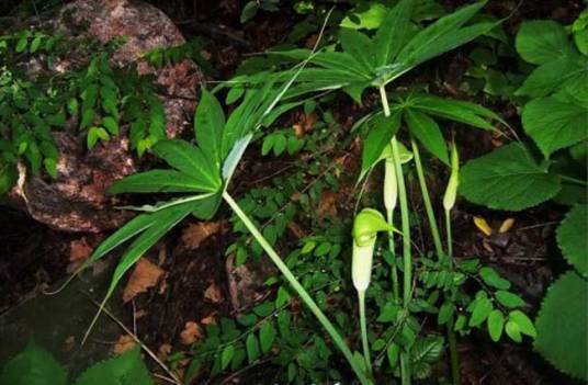 天南星(天南星科天南星属植物)