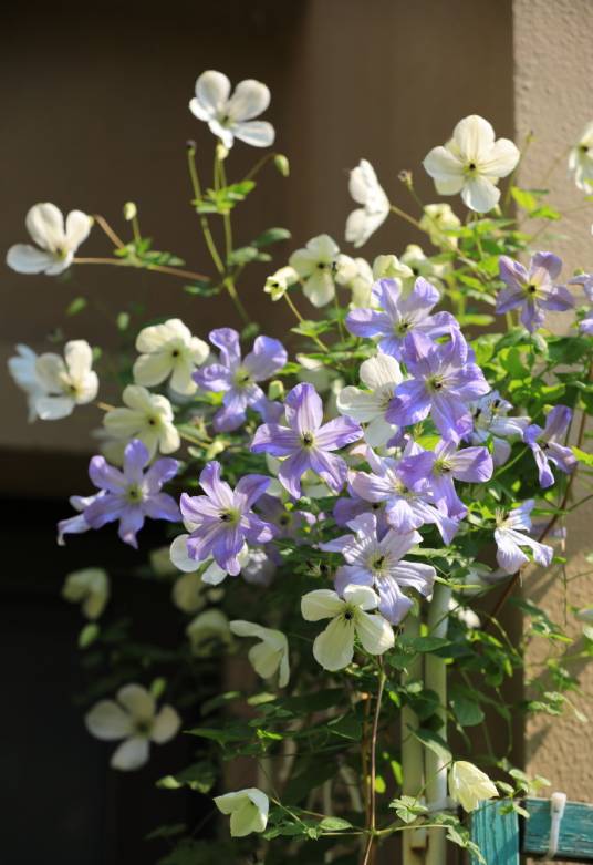 铁线莲（毛茛科铁线莲属植物）