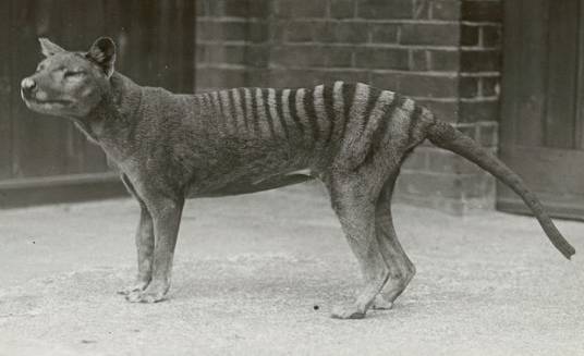 袋狼(袋鼬目袋狼科哺乳类动物)