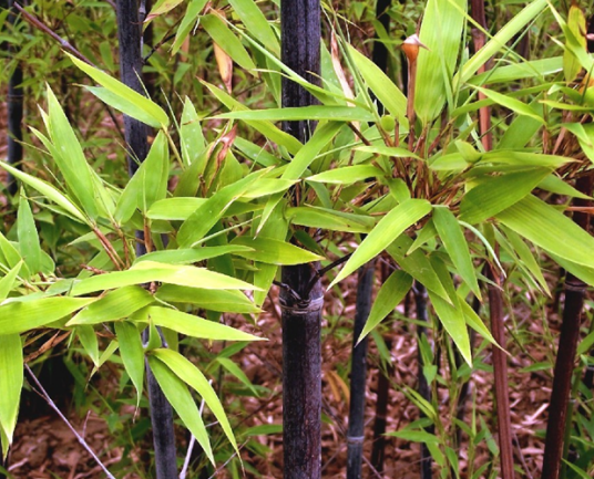 紫竹(禾本科刚竹属植物)