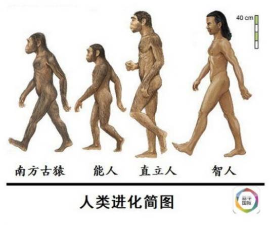 智人（生物学分类中人科人属下的唯一现存物种）