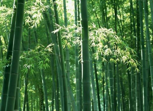 青竹（禾本科刚竹属植物）
