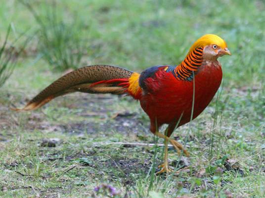 红腹锦鸡