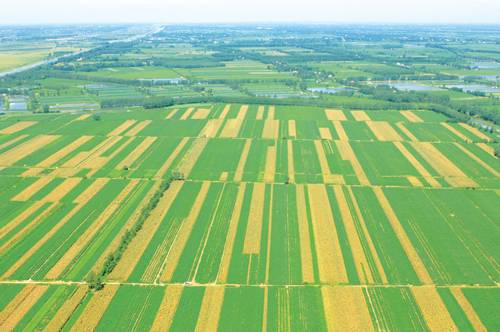 长江中下游平原