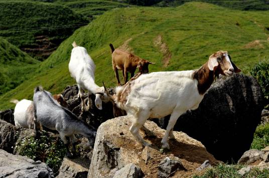 领头羊（汉语词语）
