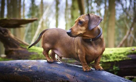 腊肠犬（四肢短小、形似腊肠的犬种（犬科犬属哺乳动物））