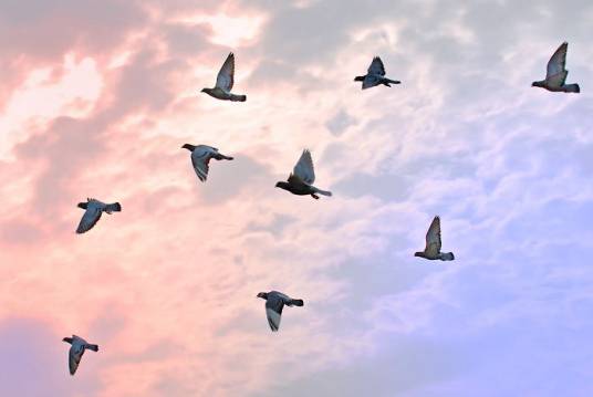 飞翔（汉语词语）