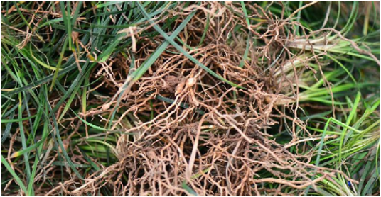 麦门冬（中药）