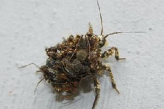 蝜蝂（古书中昆虫）