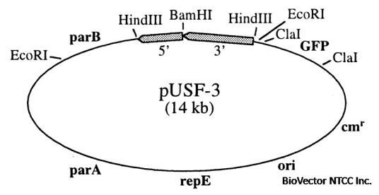 细菌人工染色体