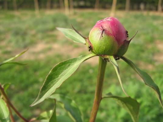 花骨朵(植物界植物)