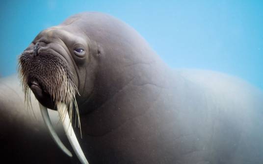 海象（哺乳纲食肉目海象科海象属下的一种动物）