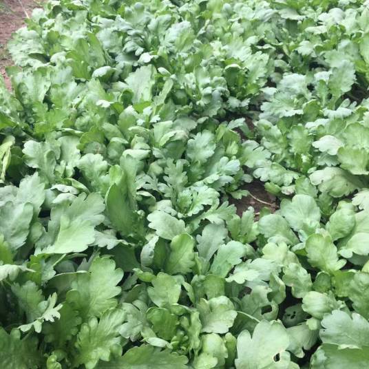 蓬蒿（菊科茼蒿属植物）