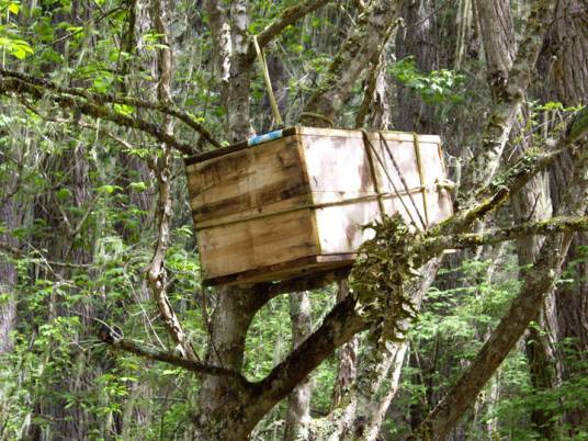 树葬（现代树葬）