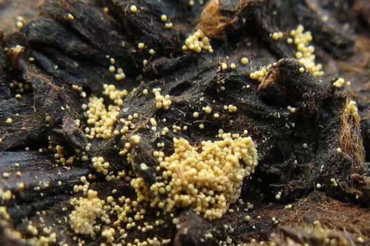 金花（冠突散囊菌）