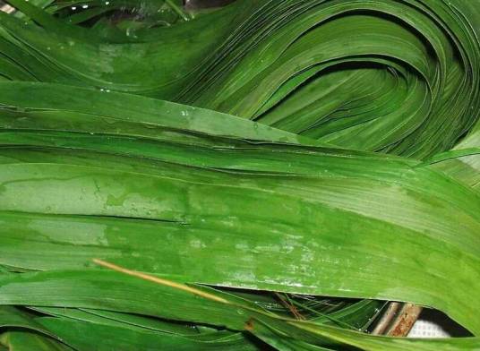 粽叶(端午节所食用的粽子的材料)