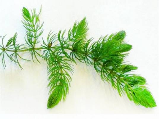 金鱼藻（金鱼藻科金鱼藻属植物）