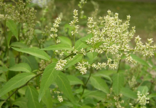 刘寄奴（菊科蒿属植物）