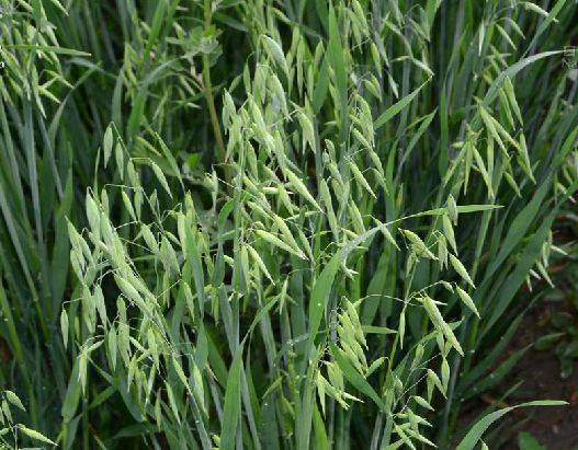 莜麦(禾本科燕麦属植物)