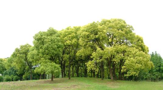 树木（植物概念）