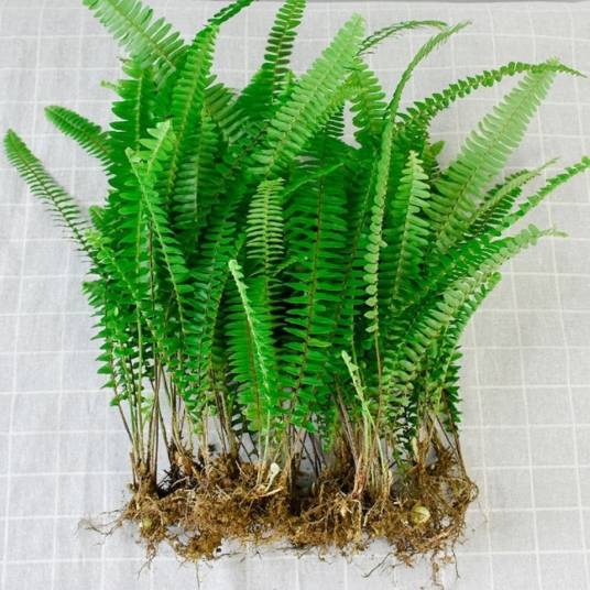 肾蕨（肾蕨科肾蕨属植物）