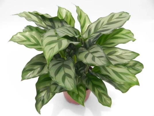 竹芋（竹芋科竹芋属植物）