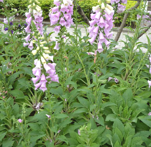 洋地黄（中药）