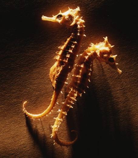 海洋动物(海洋中异养型生物的总称)