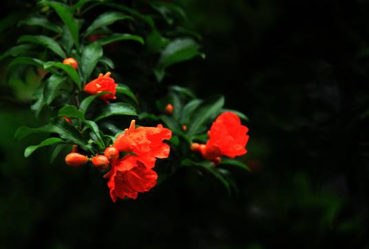 石榴花（石榴科石榴属植物）