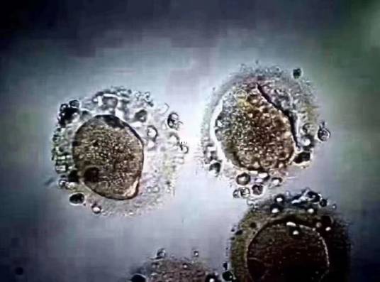 卵子（雌性动物的生殖细胞）