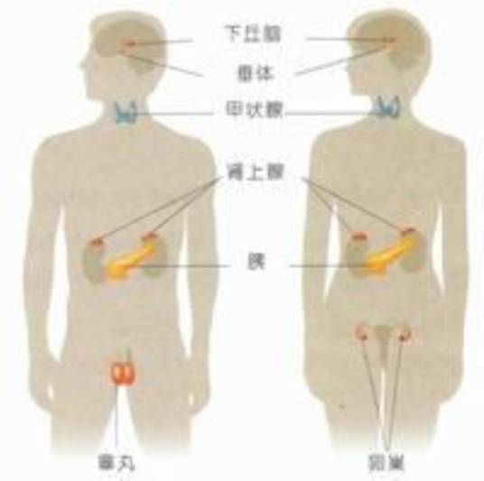 内分泌科(治疗内分泌科疾病的地方)