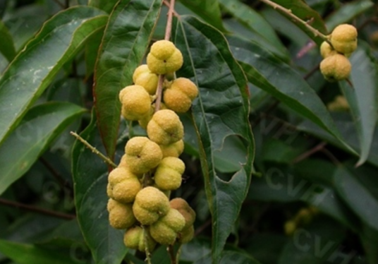 巴豆（大戟科巴豆属植物）