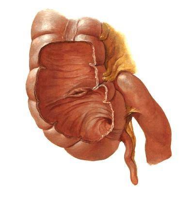 盲肠（人体器官）