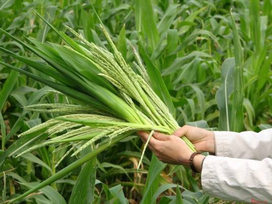 农学（学科门类）