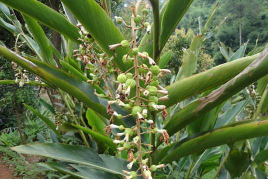 小豆蔻（姜科小豆蔻属植物）