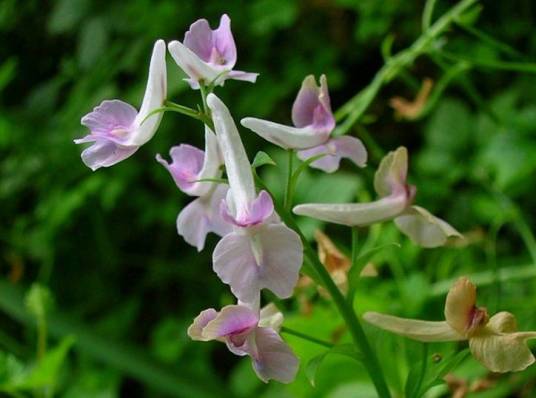 延胡索（罂粟科紫堇属植物）