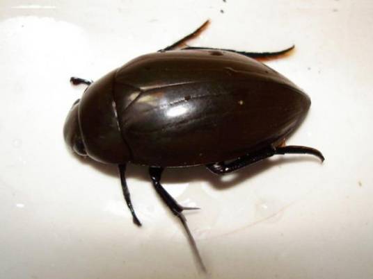 龙虱（昆虫纲鞘翅目肉食亚目龙虱科水生昆虫）