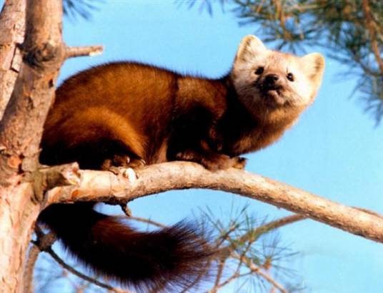 紫貂（貂属动物的一种）
