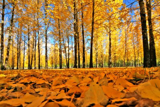 白杨(杨柳科杨属植物)
