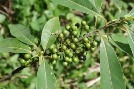 木姜子（中药材名）