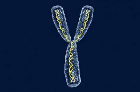 Y染色体(决定雄性性别的性染色体)