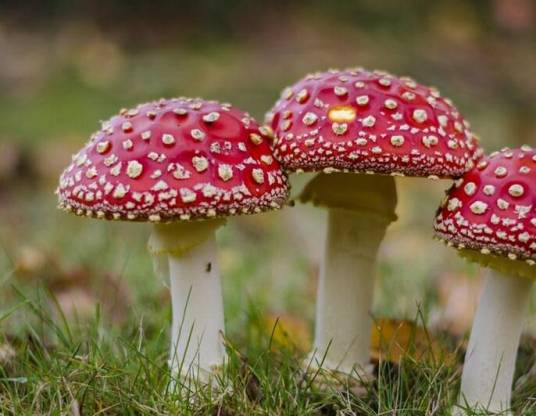 毒蘑菇（有毒的蘑菇）